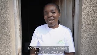 Silverlands Boosting Poultry Farming in Tanzania Eva’s Story [upl. by Pammy]