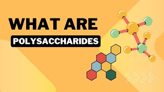 What are Polysaccharides  Biology Animation  AK Educational World [upl. by Aiekal]