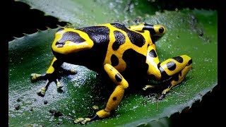 Species Spotlight Ep1  Bumblebee Dart Frog Dendrobates leucomelas [upl. by Fulmer344]