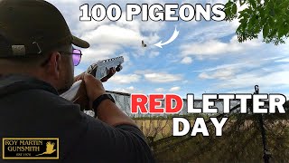 We Shot 100 Pigeons  A Red Letter Day Pigeon Shooting  Decoying Pigeons [upl. by Alliber]