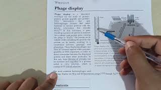 Basics of Phage Display [upl. by Einberger]