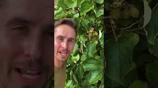 How to grow kiwi plants gardening garden gardeningtips gardenideas gardeningideas [upl. by Alvarez92]