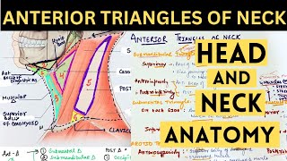 Anterior Triangle of Neck  Boundaries amp Content  TRIANGLES OF NECK  HEAD AND NECK ANATOMY [upl. by Auliffe382]