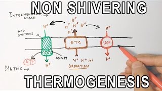 Mechanism of NonShivering Thermogenesis [upl. by Eifos275]