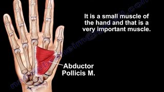 Anatomy Of The Adductor Pollicis Muscle  Everything You Need To Know  Dr Nabil Ebraheim [upl. by Sherrod]