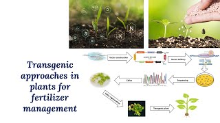 Transgenic approaches in plant for fertilizer management [upl. by Filahk6]