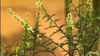 Plants for pollinatorsFar South NurseryCentral Texas Gardener [upl. by Rodolph]