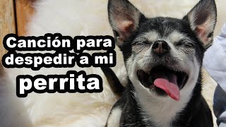 Canción a mi perrita fallecida Mi mejor amigo de Martín Tremolada Homenaje a Nariko mi Chihuahua [upl. by Hanser567]