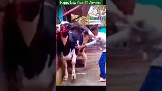 Happy New Year in Advance 🤣🤣shortsvideo youtubeshorts viralvideo funnyvideos comedyvideos [upl. by Ayidah]