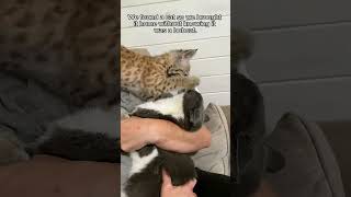 This man rescued a lost motherless baby bobcat and brought it home to raise animalshorts [upl. by Alliuqaj]