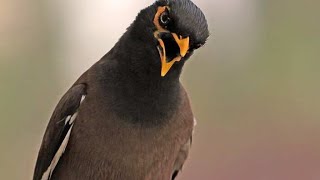 Myna Bird Melody Incredible Singing and Talking Showcase Part 2 Mynah Bird Sound  Talking Birds [upl. by Mcbride405]