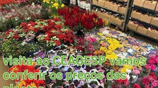 feira de flores no ceagesp vamos conferir os preços [upl. by Rawde436]