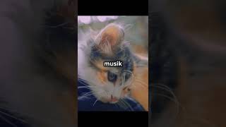 Temukan Ketenangan Dengan Musik Lofi disini facts cat lofimusik lofi catlover lofistudy cute [upl. by Tnecnivleahcim]