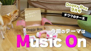 【Doggy Box 9月号】チー太くんお届け物だよ！今回は音楽だ♪【No132】 [upl. by Freeborn980]