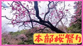 アラフィフ元アル中が行く！本部桜祭り [upl. by Divine]