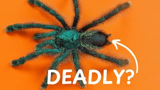 Can Tarantula Urticating Hairs Kill [upl. by Ahsrats]