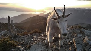 Wild Mountain Goats  AMAZING ROCK CLIMBERS [upl. by Bever]