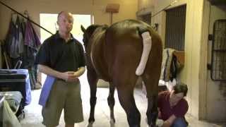 Equine Joint Injections [upl. by Shepperd859]