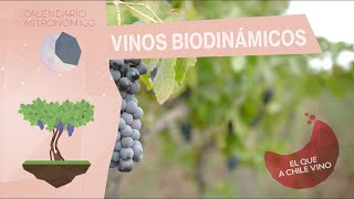 Biodinámica vinos creados siguiendo ciclos naturales más allá de lo orgánico [upl. by Walrath533]