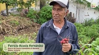 Don Patricio del Huerto El Naranjal de Xalapa Veracruz comparte su gusto por sembrar [upl. by Rochus]