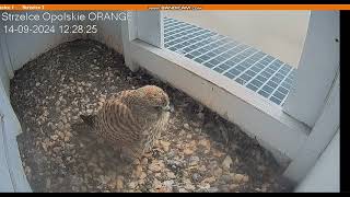 Strzelce Opolskie Orange  PL  Kestrels Female in nest too she escaped me  2024 09 14 12 18 [upl. by Aicenad]