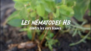 Les nématodes Hb contre les vers blancs [upl. by Odravde]