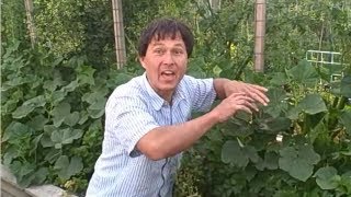 How to Prune Your Cucumbers to Grow them Vertically up a Trellis [upl. by Schlosser]