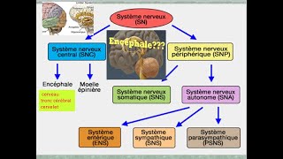 Organisation du système nerveux et du neurone  Cours de Biologie [upl. by Adnahcir]