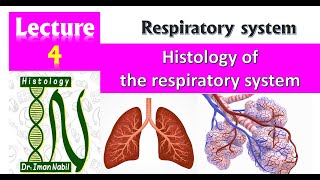 4Histology of the respiratory system [upl. by Cahn598]