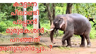 കാട്ടാന പീലാണ്ടി പാപ്പാൻ മുരുകേശൻപറഞ്ഞത് അനുസരിക്കാതിരുന്നപ്പോൾpeelandivmpradeepmediaelephant [upl. by Damek]