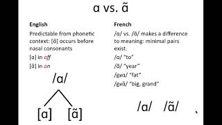 Phonemeallophone examples [upl. by Weitman421]