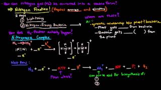 Nitrogen Metabolism Part 1 of 2  Introduction and Nitrogen Fixation [upl. by Stoecker]