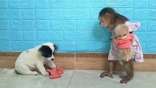 Puppy took off baby monkey Sus diaper MiMi asked mom for help [upl. by Ecnatsnok]