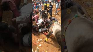 JalliKattu 2023  Nuthugunta Palli  Dangerous Incident 😰 jallikattu2023 jallikattuincident [upl. by Nedloh]