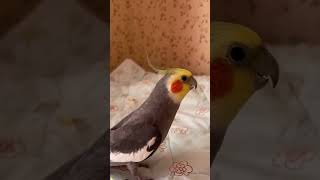 Meet the FUNNIEST Musical Parrots That Will Make You Laugh [upl. by Samala]