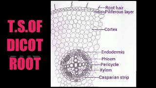 How to draw TS of dicot root X science practicals [upl. by Einnaej]