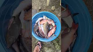 Spearfishing And Cooking In Pohnpei shorts fishing spearfishing micronesia [upl. by Kemme]