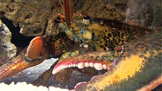 アメリカン ロブスター、アメリカンロブスター American lobster Homarus americanus [upl. by Elmira]