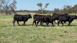 34 head of Heavy Bred Brangus Heifers 1110  Cattle for sale [upl. by Atirat804]