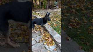 North Charles Canine LLC K9 Violet searching for a mouse IMG 3260 [upl. by Case]