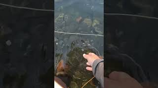 Baby Bow Bow Poudre River fishingvideos fishing [upl. by Akimik]