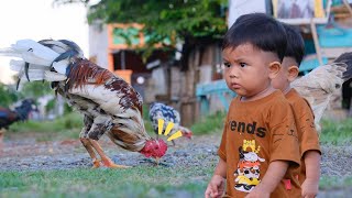 Tek Kotek Anak Ayam Turun Berkotek ll Kids Song 2024 [upl. by Earej380]