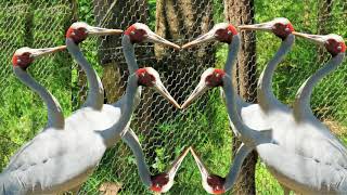 Beautiful Brolga [upl. by Sholley]