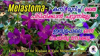 മെലാസ്റ്റോമHow to Replant and Care Melastoma Propagation and Grow MelastomaFlowering TipsArusMom [upl. by Dorcea116]