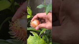 Enjoying rambutan cutting usa fruitnation tropicalfruit satisfying fruitworld fruitcutting [upl. by Hnah467]