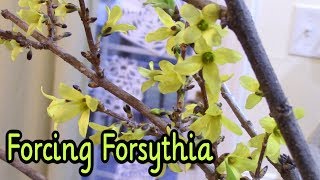 Forcing Forsythia to Bloom Indoors [upl. by Kristina769]