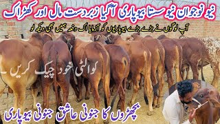 Great News New Bewpari Top High Level Sahiwal Calf in Okara Pakistan [upl. by Ardnek]