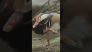 Mandarin Ducks in the Wild A Stunning Encounter with Natures Living Gems [upl. by Topliffe]