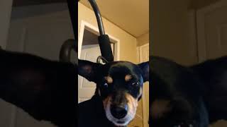 Peanut dogsofyoutube puppy [upl. by Liebman173]