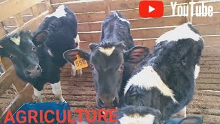 HOW TO RAISE CALVES FOR VEAL MEAT VEAL MEAT FARMING [upl. by Bryn883]